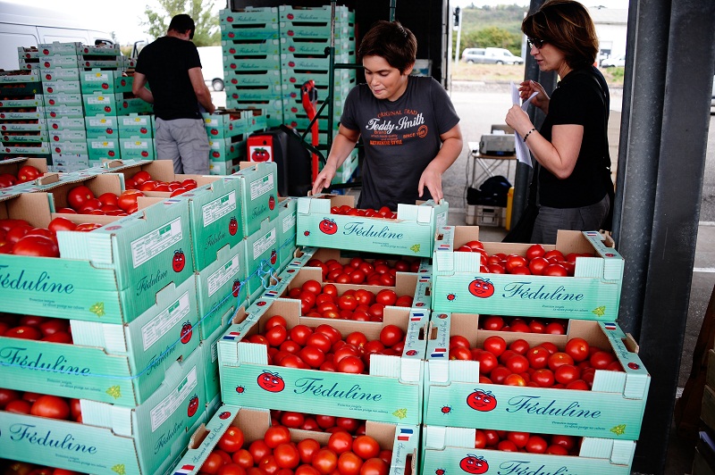 LES JARDINS DE FEDULINE, Vente en gros et demi-gros de tomates