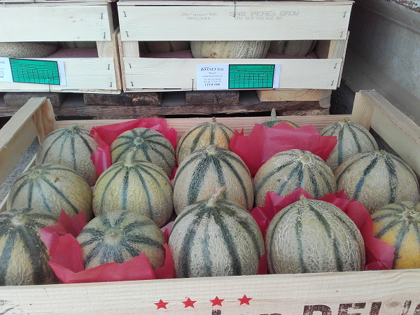 BONNET Eric, Vente choux fleurs, courgettes et melons