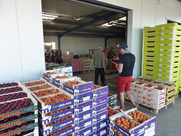 TISSERAND SARL , Vente en gros de fruits et légumes